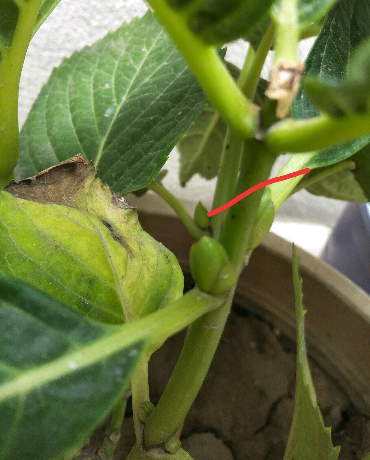 无尽夏|绣球花只会长叶不开花居然和修剪位置有关，剪对位置开花爆盆