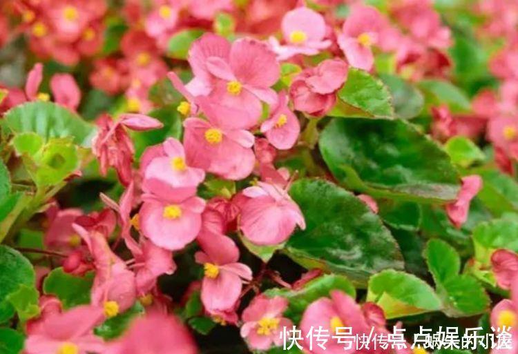 四季海棠四季海棠|4种花美的出奇，不仅花好看，名字也好听，好养漂亮！