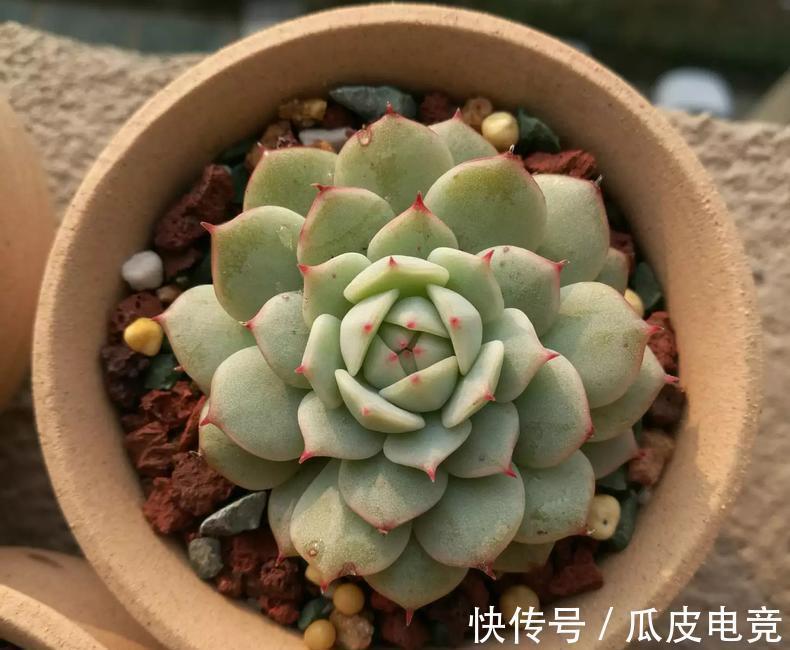 教你一招,把多肉养的萌胖萌胖的