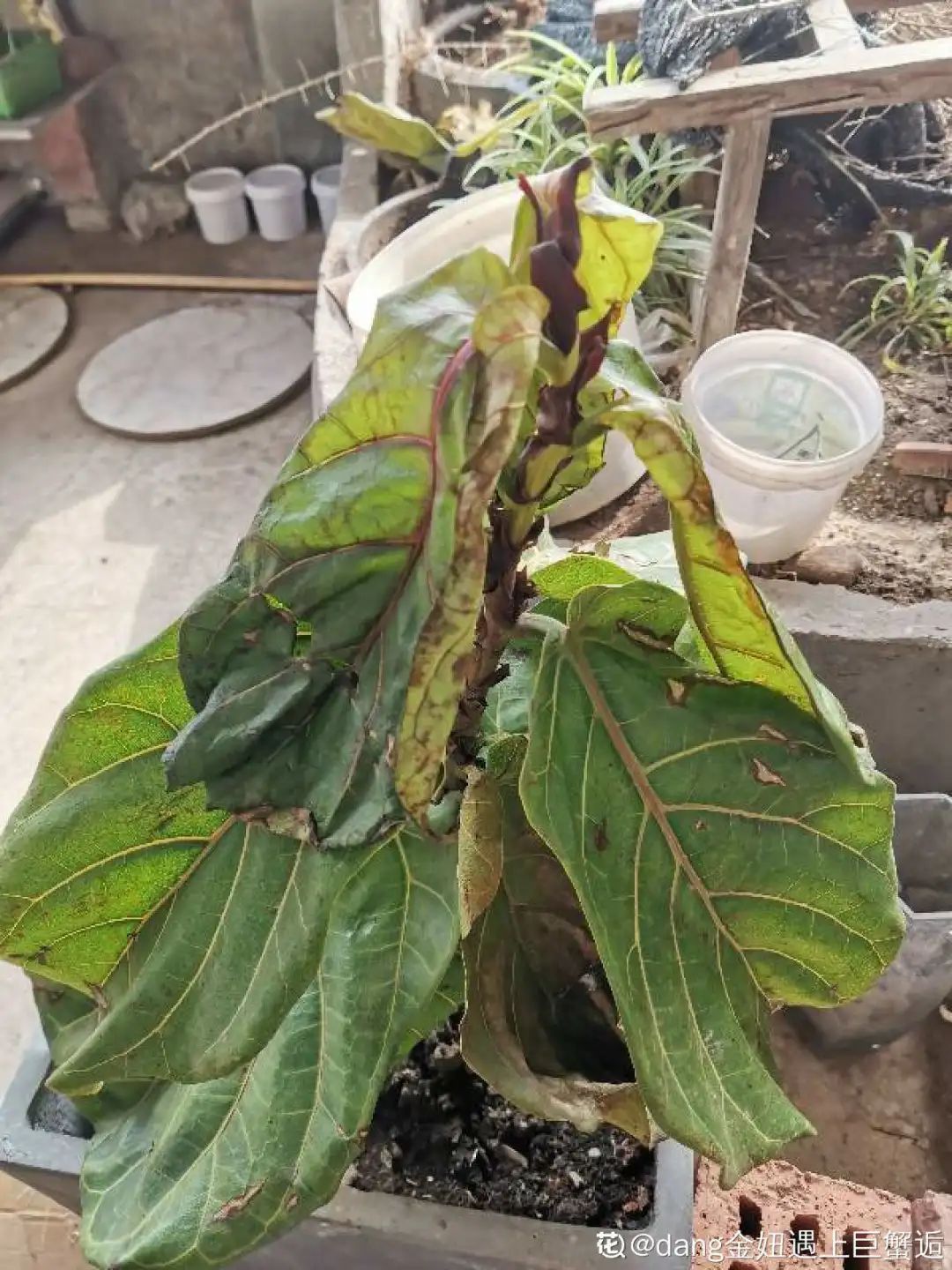 叶片|快住手!这10种植物千万别晒,晒得越多,死得越快!