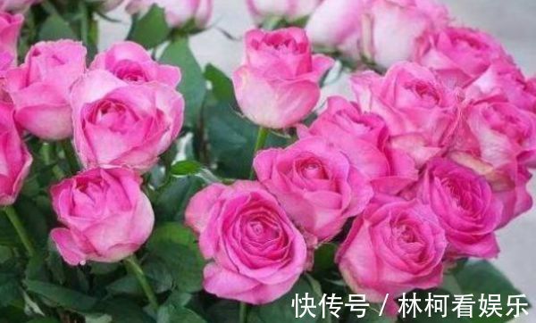 “玫瑰精品”糖果雪山,如甜蜜糖果,绚丽唯美,堪称养花必备