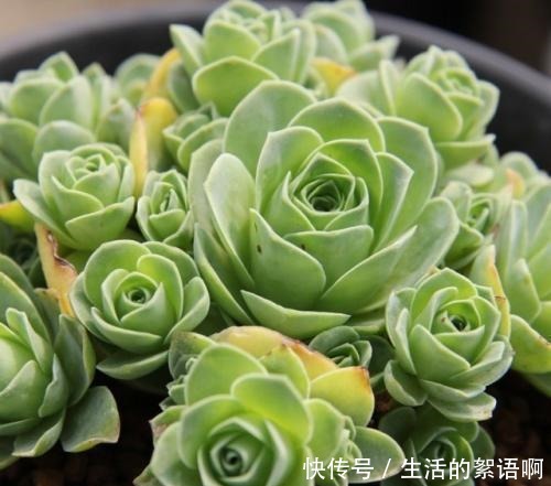 4个出了名难养的多肉,只看颜值没技术,买回家容易死!