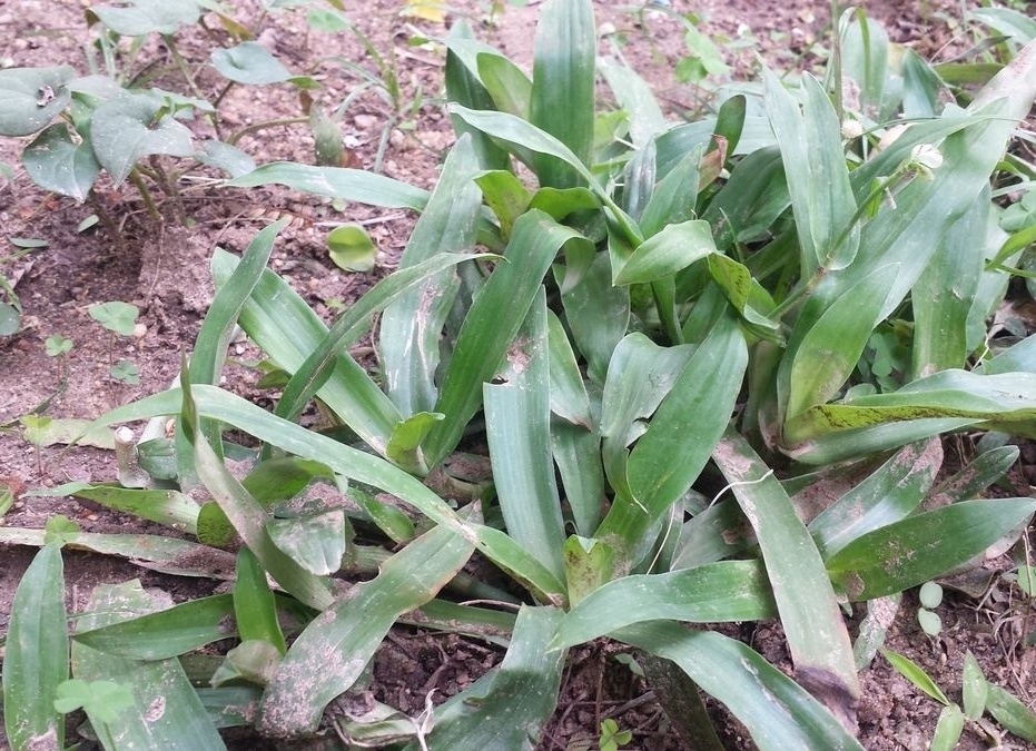 笔者|农村这种野草，被称作“癌草”，价值很珍贵，用来炖豆腐是一绝