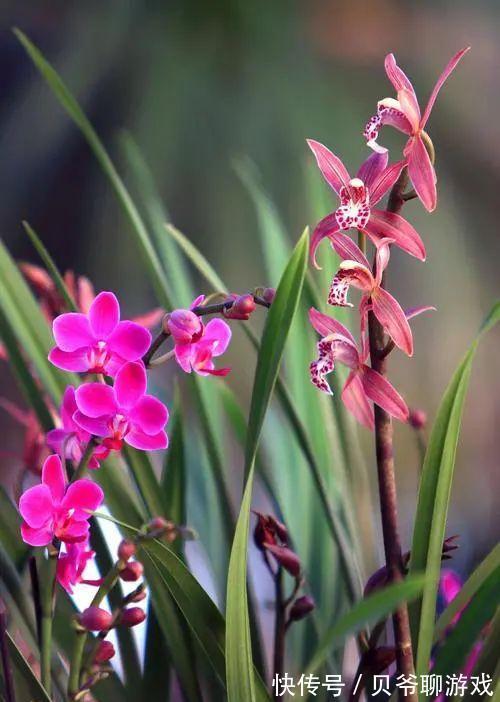 日照|全面分析阳台环境给兰花带来的不适,轻松攻克兰花的“阳台病”!