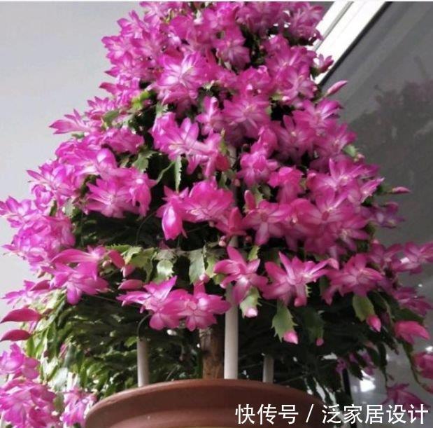 家养4种花,花期长,花色艳丽,赏心悦目,你喜欢哪一种?