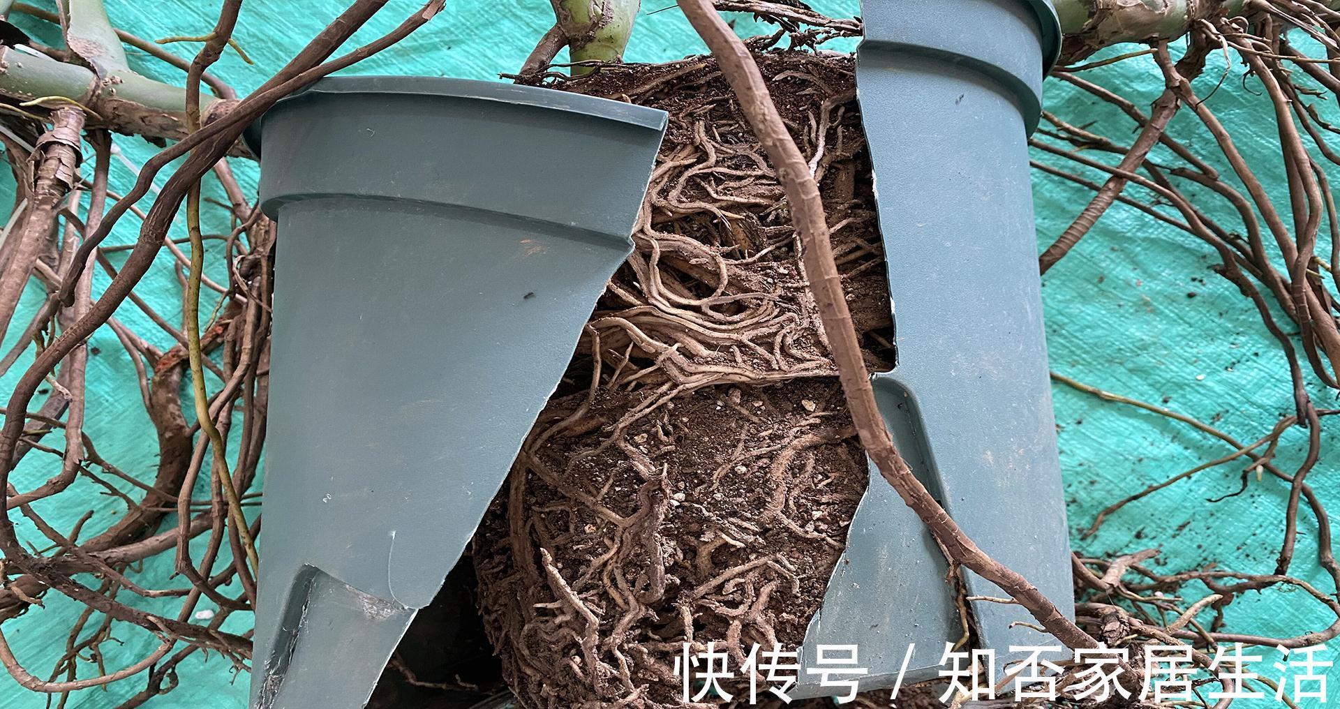 大盆|秋天给龟背竹换个大盆,注意3个重点,缓苗快,不黄叶不烂根