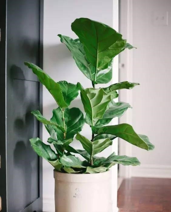 这几种高档花，摆在客厅，高级不失优雅感，养护简单四季常绿