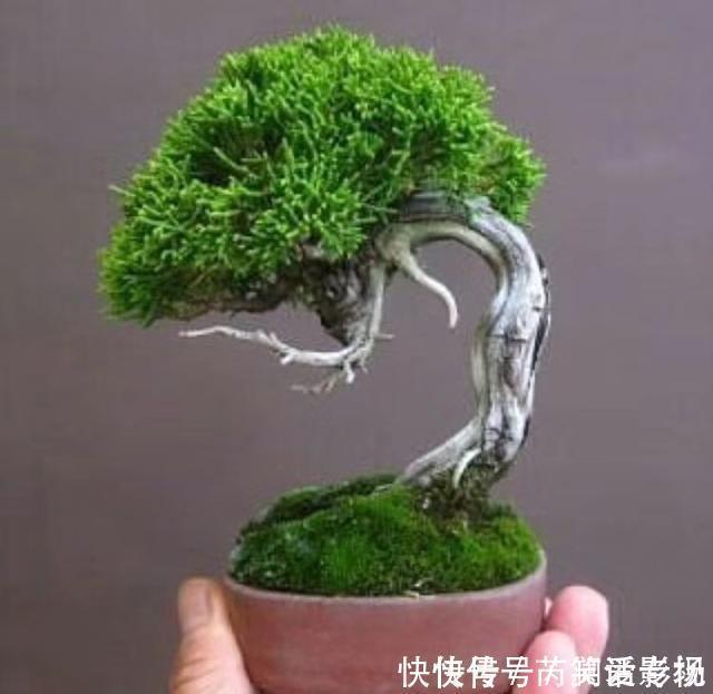 湿润|马路边常见“3种草”,养花盆里变“盆景”,好看又值钱!