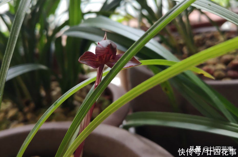 苗壮根旺|养兰花，有“四不十二字”，灵活掌握，苗壮根旺开花香