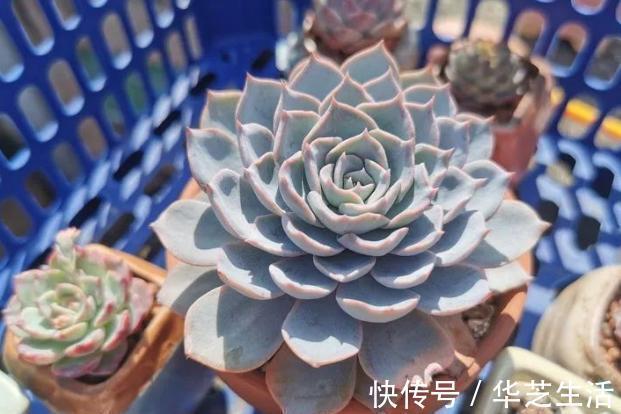 冬天如何养多肉？做好这些，叶片上色快，轻松养出好状态