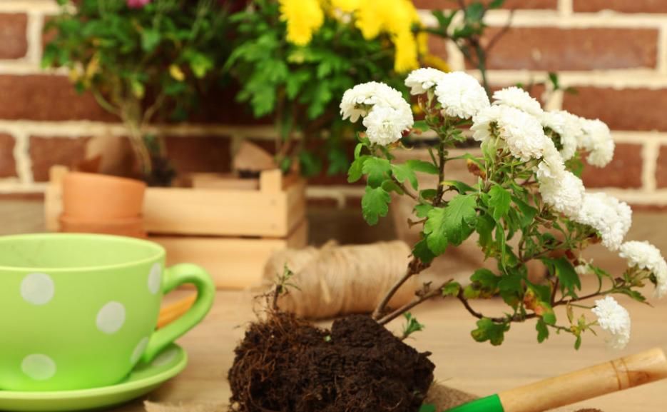 这种自制高氮肥，用好了，比淘米水、啤酒水效果好得多