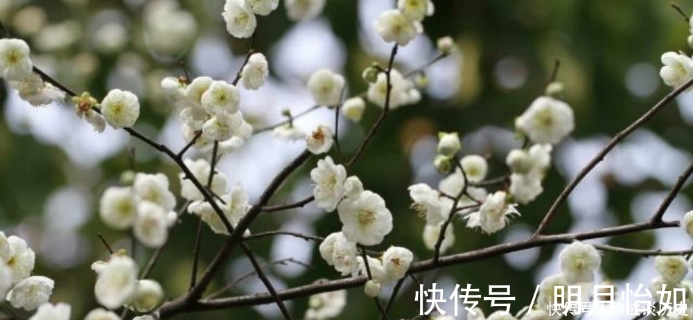 诗人|黄蘖禅师这首咏梅诗，通篇句句是经典，同时还充满了深刻的哲理！