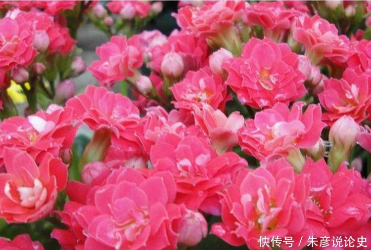 4种花适合新手养,不用费心,开起花来拦不住,美不胜收