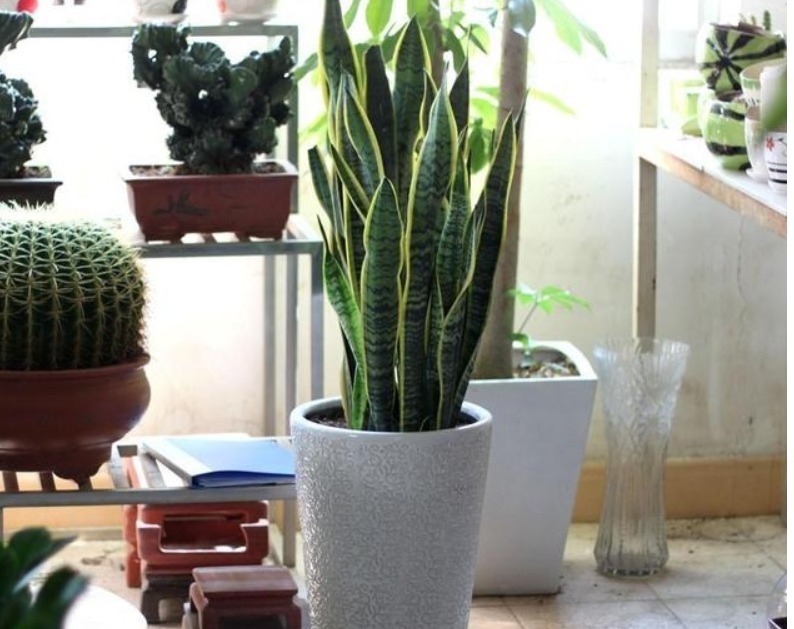 君子兰、虎皮兰,“它”的汁液滴上3—4滴,统统窜“爆”盆