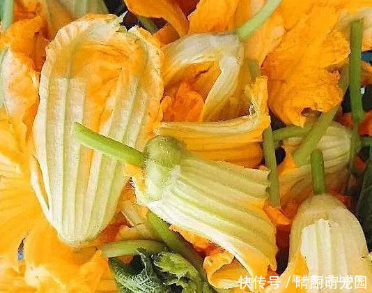 种植|明朝时引进的蔬菜，如今5毛一斤没人要，殊不知花朵是上好野菜！