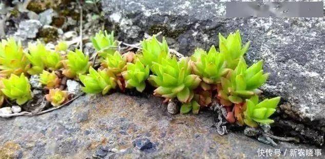 盆栽|农村常见的“1种野草”,看到别铲除,挖1棵回家,做盆栽很漂亮