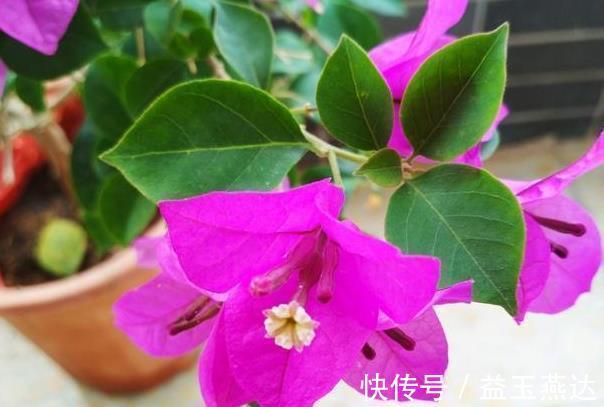 茉莉花|养此6种花要狠狠晒,越晒越能开,不然只见叶子不见花