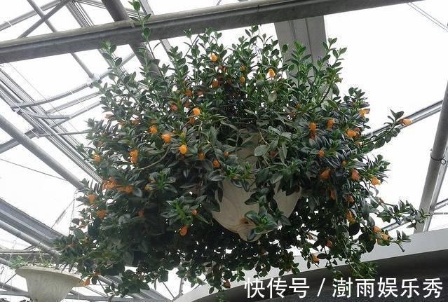 花朵|5种颜值最高的“垂吊花”,空中摇曳荡漾,宛如一幅画卷,太美了