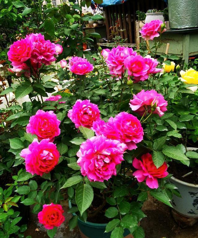 牡丹|阳台养花,养棵“天方夜谭”吧,美丽若牡丹,浓香四溢,多季花开