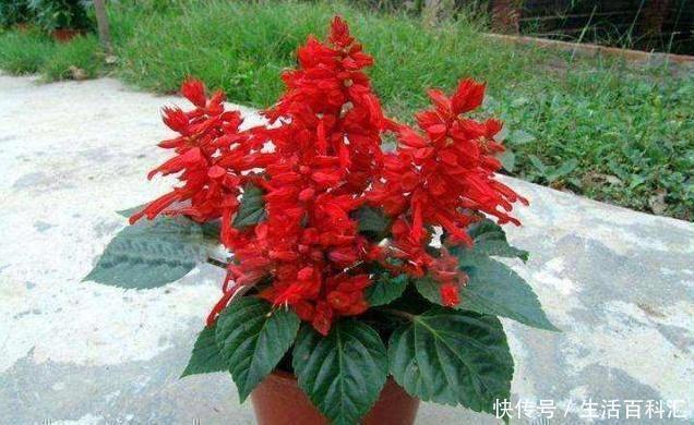 花肥|在家浇花,别再用什么淘米水了,直接用“它”浇,比花肥还好用