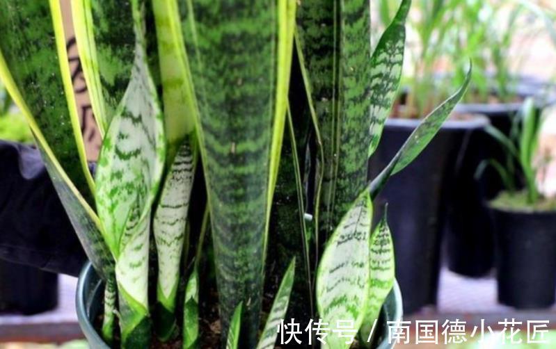 新芽|天一转凉，虎皮兰就饿了？常用它喂喂，补营养，盆栽呼呼出新芽