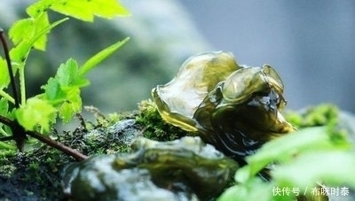 野菜|农村这野菜不吃是草，煮了是宝，促进肠胃蠕动，你知道吗？