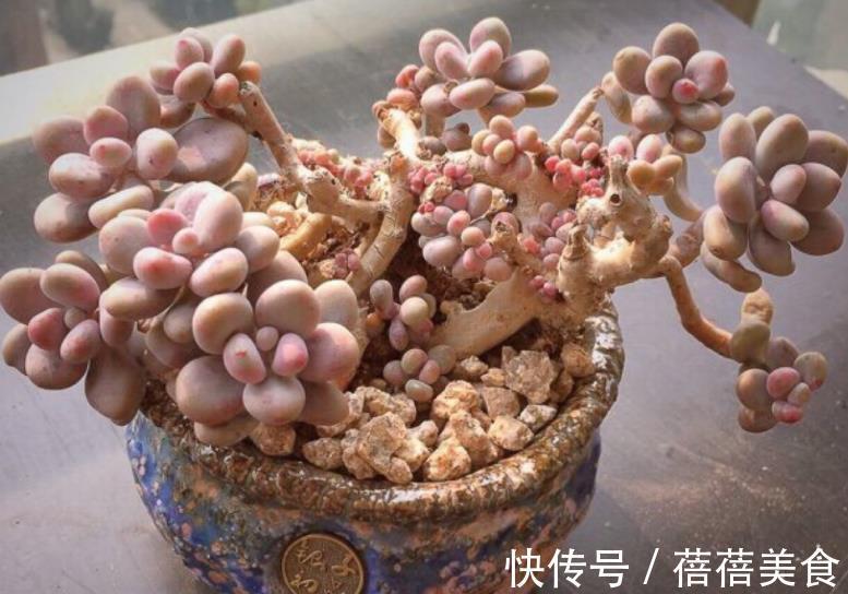盘点6种粉色系多肉,个个长得胖乎乎,皮实好养又可爱
