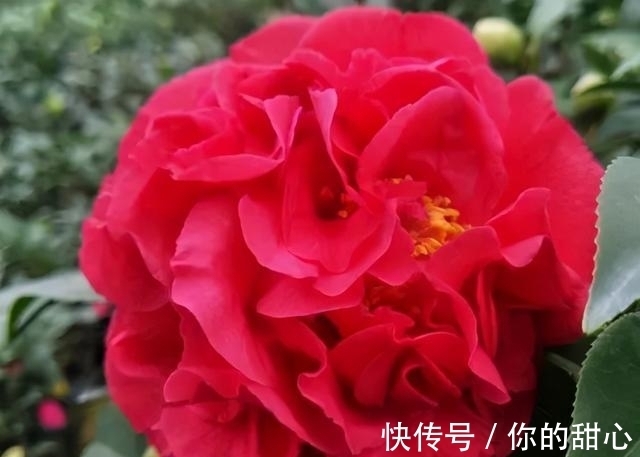 克瑞墨|此花人称“赛牡丹”，芬芳如香薰，花期还长，不养一盆有点可惜