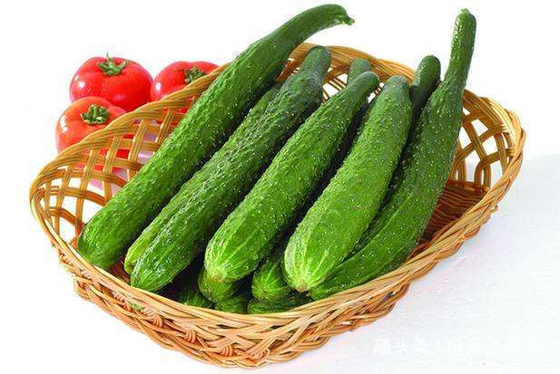 琦哥|打了激素的黄瓜怎么辨认菜农教你一招,看一眼就认出!