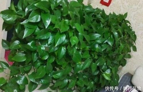 花妈妈养花15年，浇花时都要加点“神水”，花长的太美了，真神奇