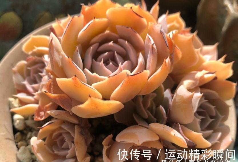 多肉圣卡洛斯,藏在鲁氏石莲背后的幽灵——粗看一样,细看却不同