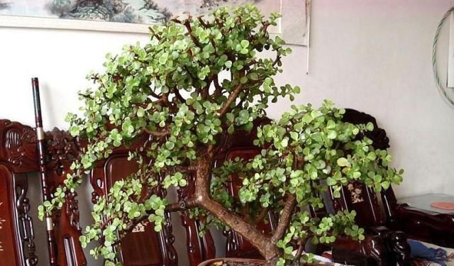 大神养金枝玉叶，每月喂上“1碗汤”，枝粗叶绿，2年成高价老桩