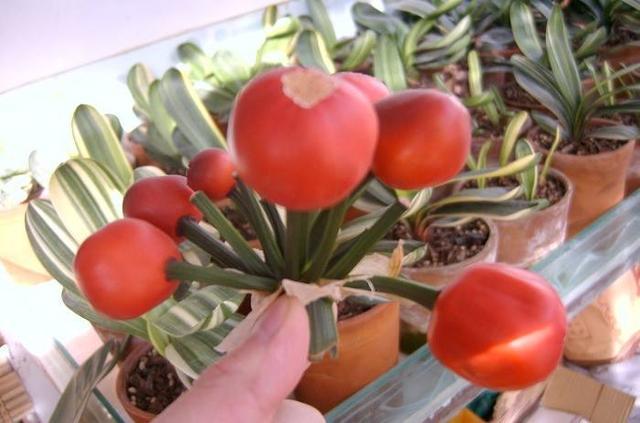 君子兰能长出“红果子”，肯定是“赚了”，播种养出20盆