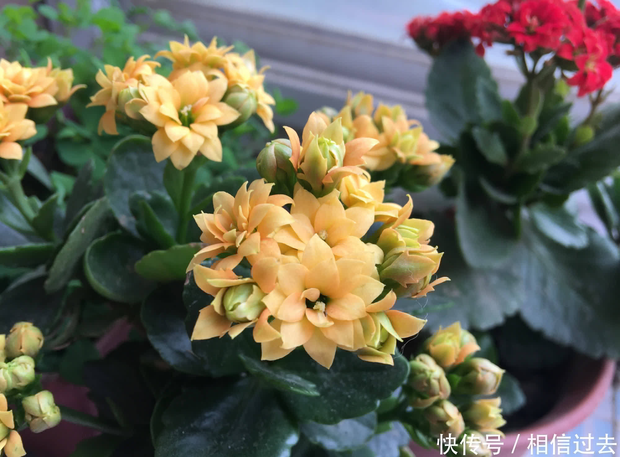 长寿花进入了盛花期,做好这2点,见花不见叶,花量更大