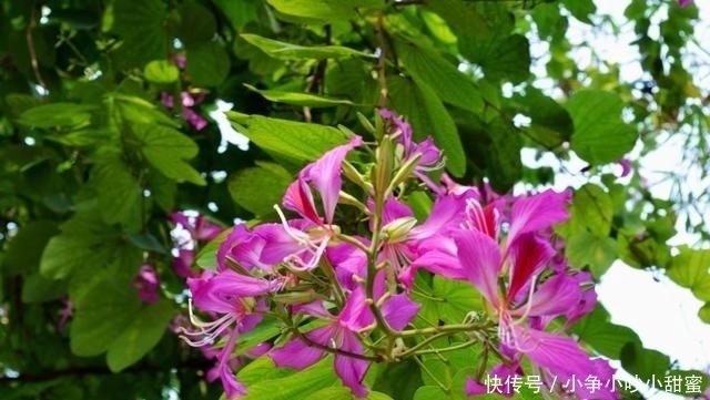 种植|最适合庭院、屋顶绿化种植的植物,各月开花顺序整理,不收藏吗?