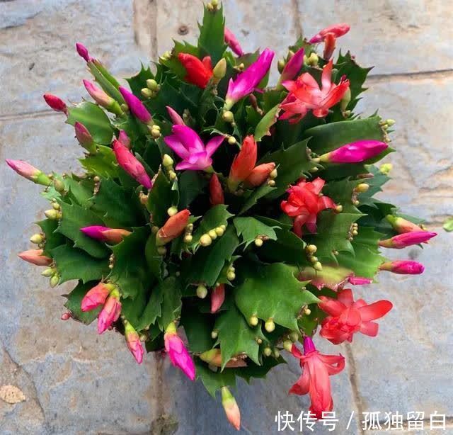 进入五月,蟹爪兰要赶紧做这三点,今年才能开爆盆