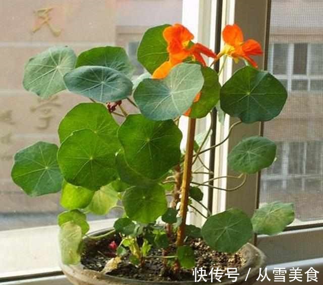 叶片|有种花比吊兰好养,叶片比荷叶好看,冬季也开花