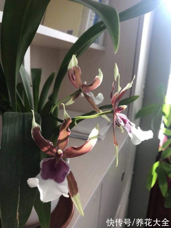 施肥|养兰花，4个误区不能进，千万别被忽悠