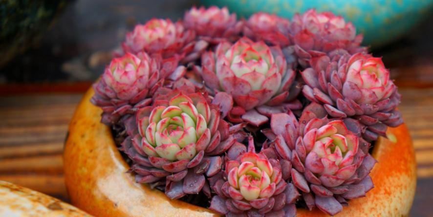 技巧|养多肉没掌握住这些技巧,状态会越来越差,新人切记