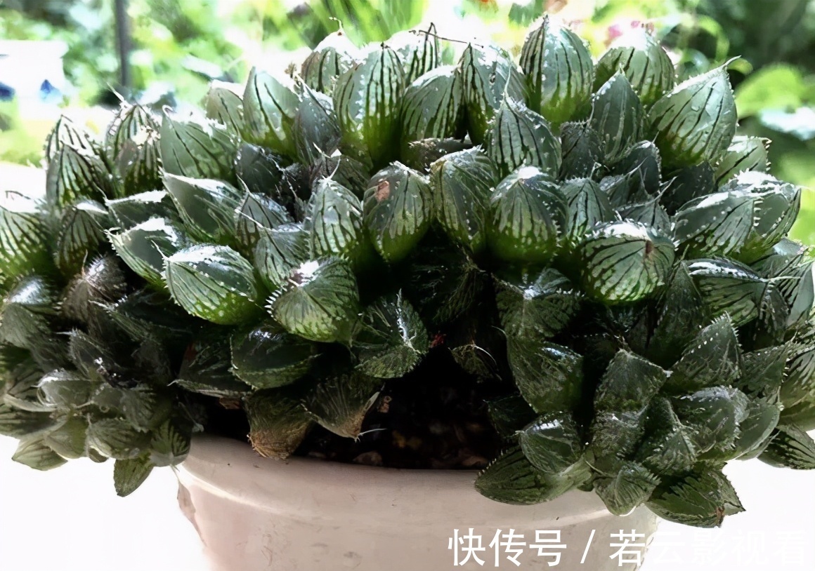 晶莹剔透|漂亮的多肉玉露是怎么养出来的？春天把握住这几点，叶片晶莹剔透