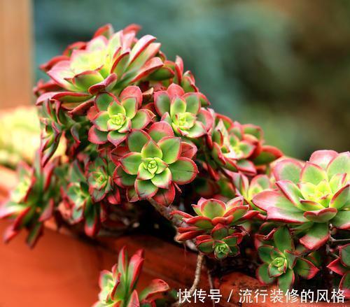 5种漂亮多肉,12月养一盆正当时,好养易爆盆,冻一冻状态美!