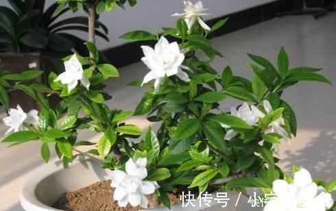 小玩意|夏养栀子花，加3样“小玩意”，一连开仨月，家里“香水”都省了