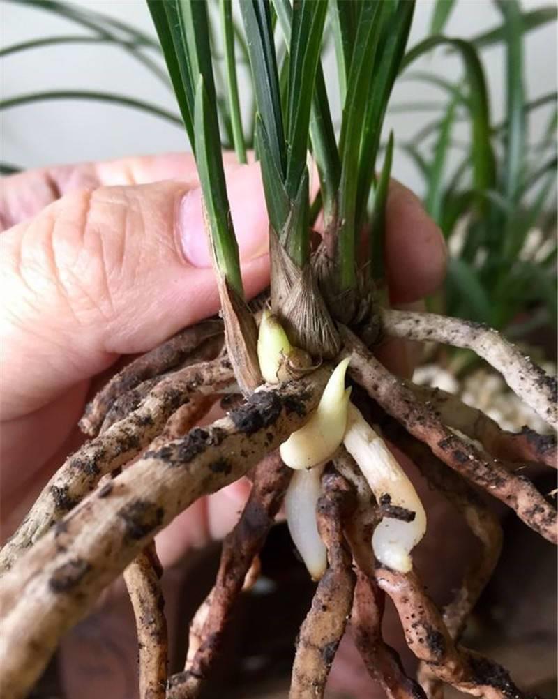 兰花上盆前有“三洗”,老手熟门熟路,新手听着有点懵