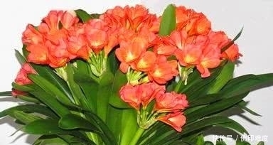 在农村不要的东西还可以拿来做养花的肥料,你们知道是什么吗?