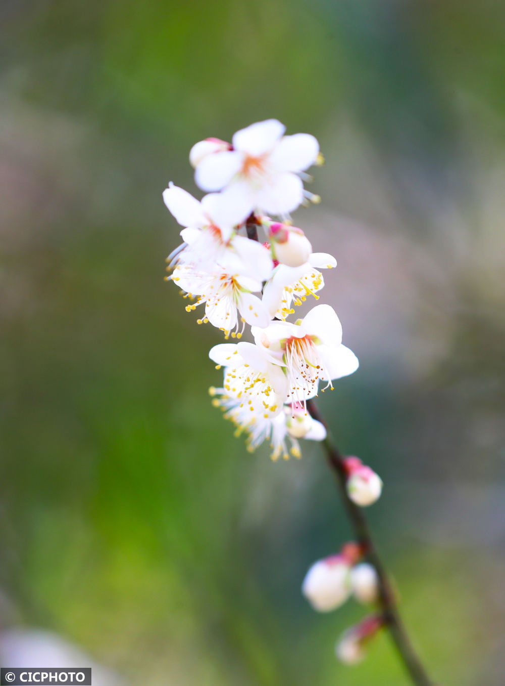 湖南省|野樱花烂漫大瑶山