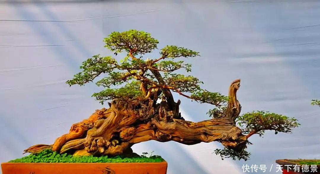 花盆里加这4样东西，长势茂盛，花蹭蹭开爆盆