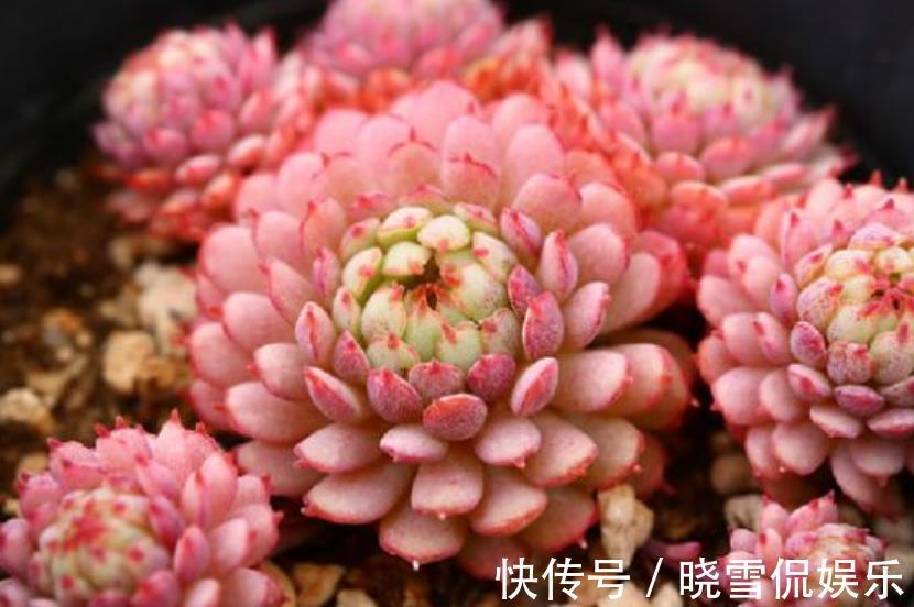 公认难养的8种多肉，爱生病长不好，新手别轻易尝试，白费了