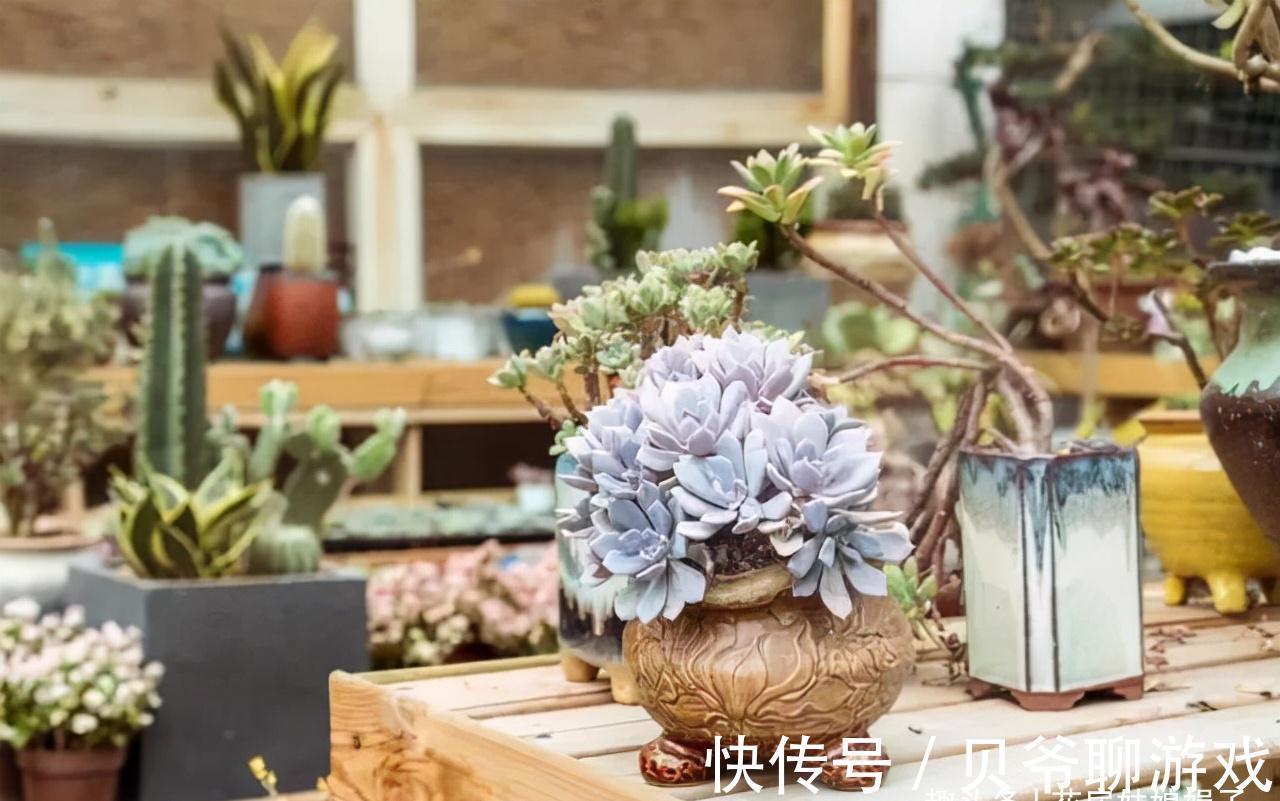 养花人都该学会的4项技能，养花方便还能省钱，轻松提升养花经验