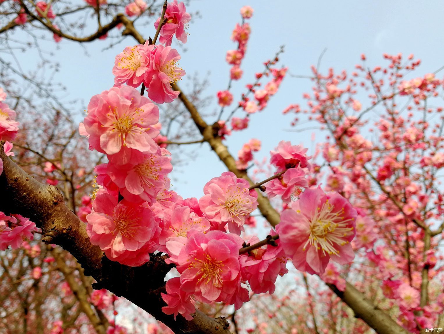 中年|大年初一的成都植物园