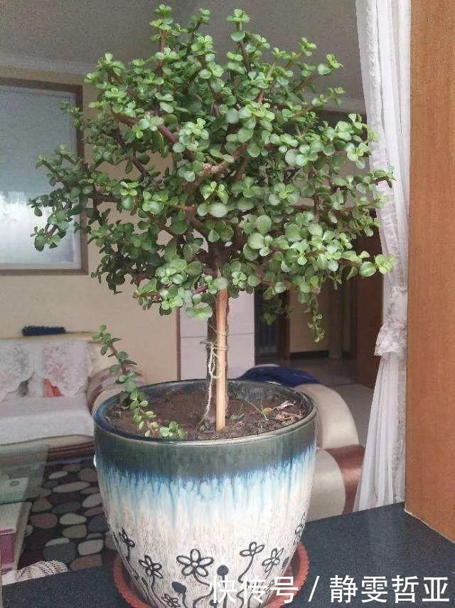 虎皮兰,红掌,吊兰养成老桩,变成大树,真壮观